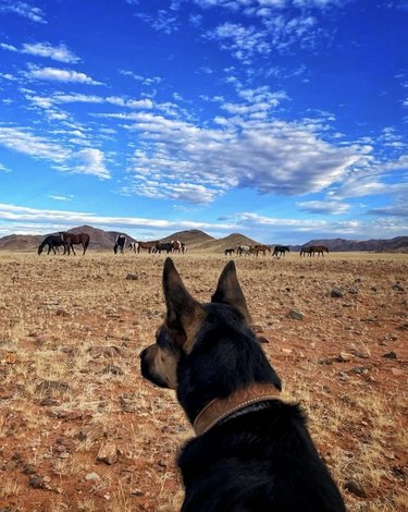 German shepherd dog watching horses in the distance.