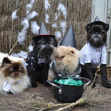 cats dressed as wizards