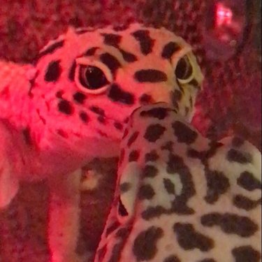 geckos kissing in the club