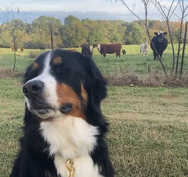 Bernese mountain dog with eyes closed in foreground with cows in the background.