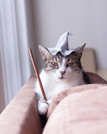 cat wearing wizard hat holding wand
