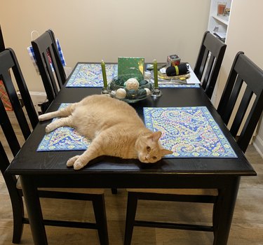 cat sleeps on dining