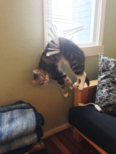 Cat stuck in window blinds.