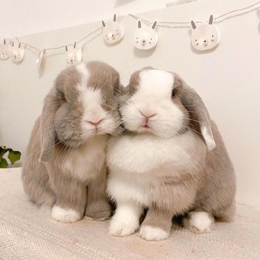 two chubby bunny rabbits