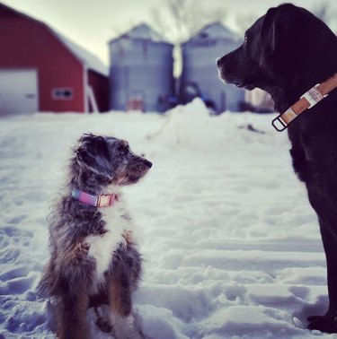 Mini Aussie doole and a black lab on a snowy farm.