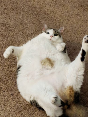 24 delightfully chubby cats