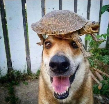 dog with turtle on hand