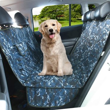 Yellow lab or golden retriever sitting in car back seat on seat cover.