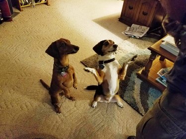 Dogs standing up