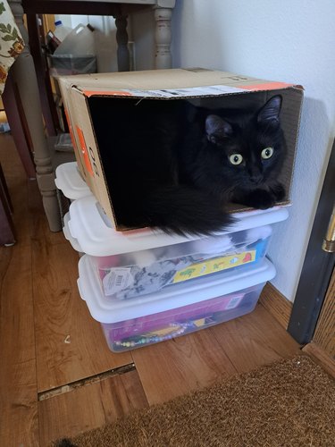 black cat sleeping in box.
