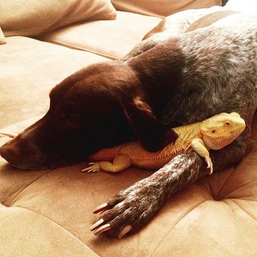 dog and lizard hug it out
