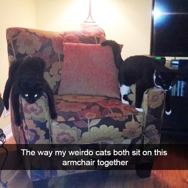 cats sitting on different arms of the same chair