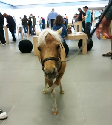 Donkey at Apple Genius Bar