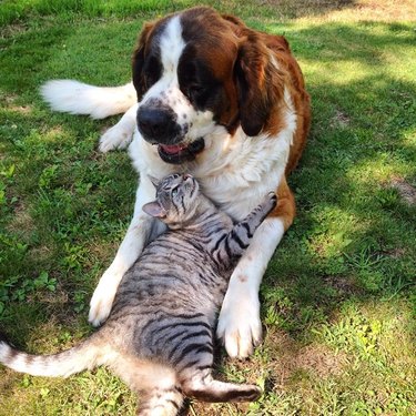 dog and cat cuddle on grass