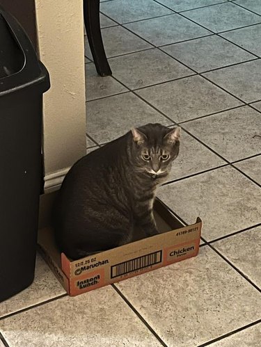 cat prefers ramen box to new toy.