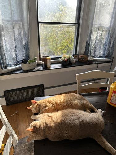 orange cats sunning next to window.