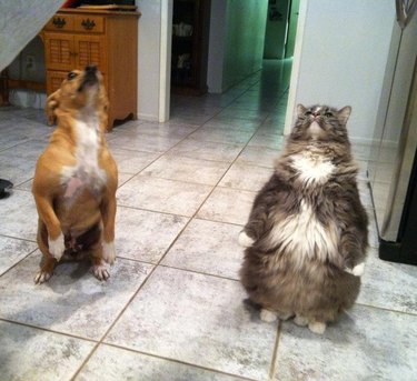 pets standing like people
