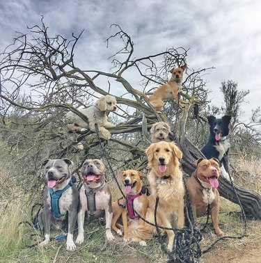 Dogs in trees are the real branch managers