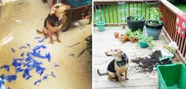 Dog refuses to look at the messes he makes