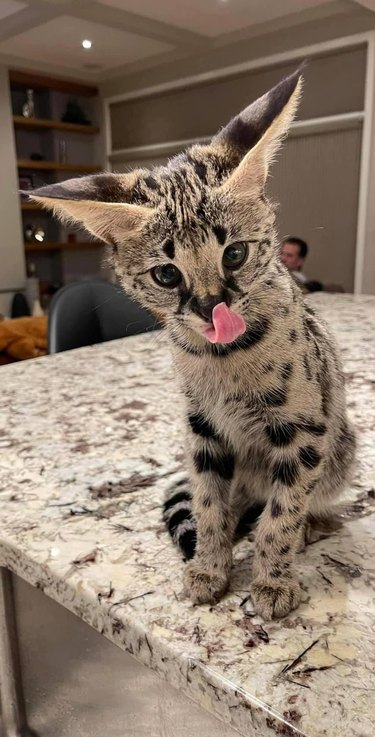 Cat licking his lips while sitting on a kitchen island.