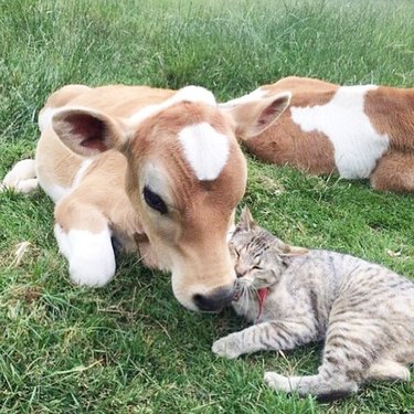 baby cow and cat cuddle
