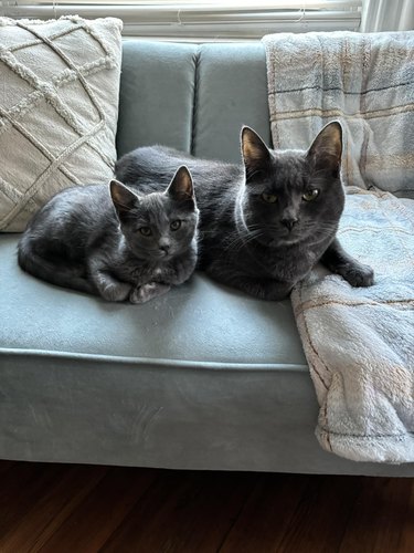 two grey kitties sitting on couch together.