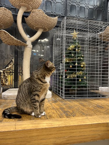 christmas tree protected from cat with fencing.