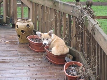 corgi sleeping in planter