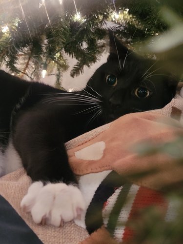 Black cat with white paws drawn to Christmas tree.