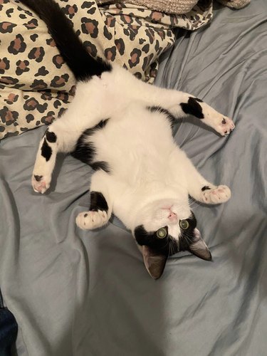 tuxedo cat sleeping on back.