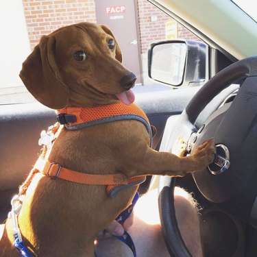 dog honking horn of car