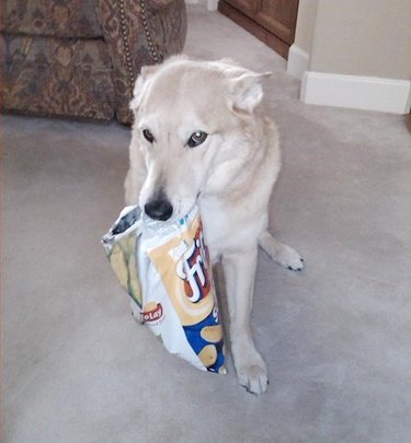 Dog protecting bag of chips.