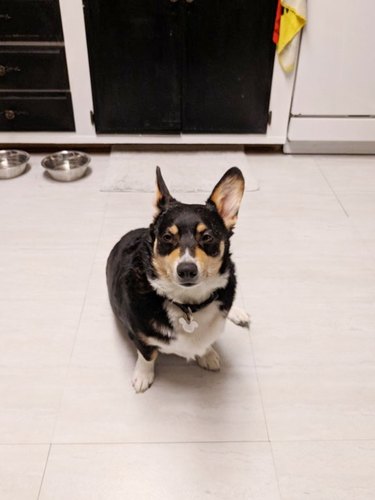 dogs with great eyebrows