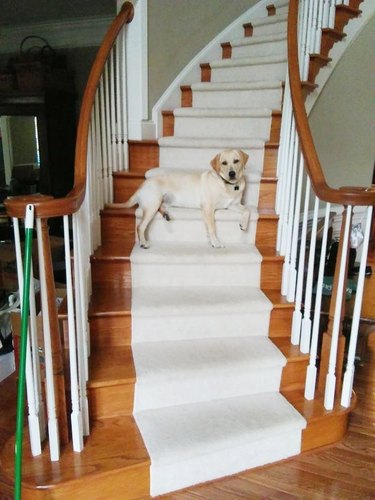 dog sitting in funny position on stairs