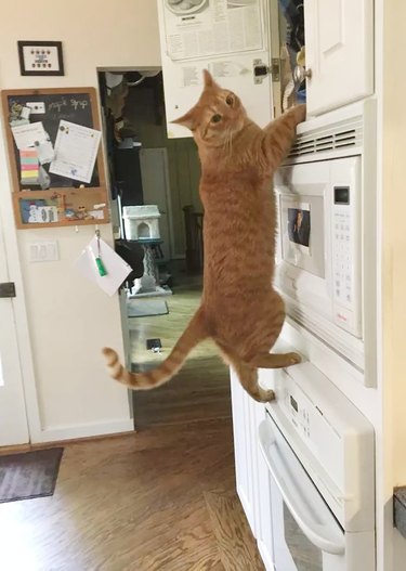 21 reasons why orange tabby cats are the best tabby cats