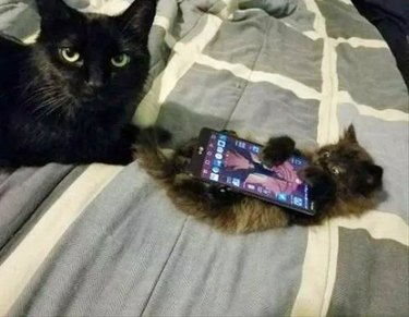 kitten holding cell phone