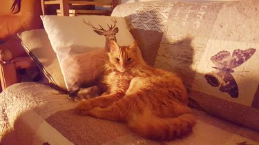 21 reasons why orange tabby cats are the best tabby cats