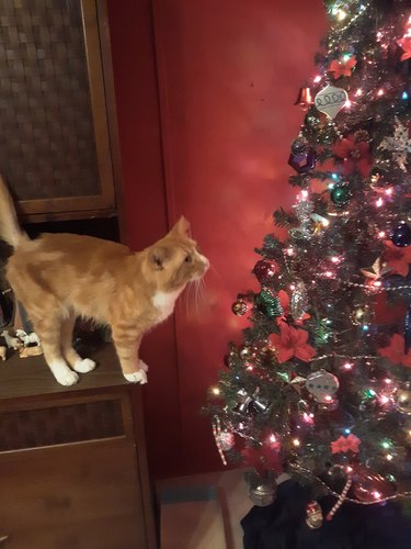 Ginger cat staring at Christmas tree.
