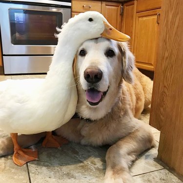 duck hugs golden retriever