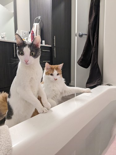 cats shocked by woman taking a bath.