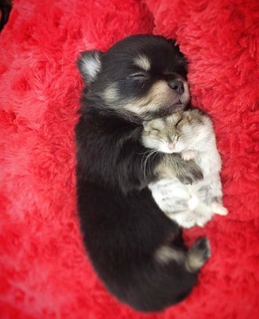 dog and hamster cuddle