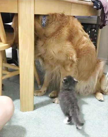 grown dog terrified of little kitten