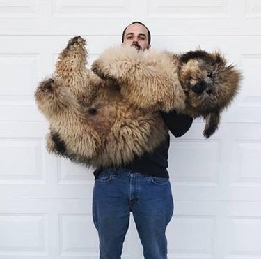 dog looks like bear