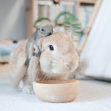 squirrel rides bunny rabbit