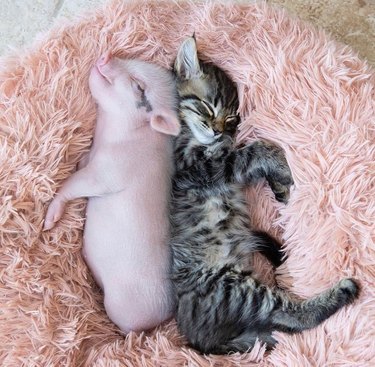 cat and piglet cuddle