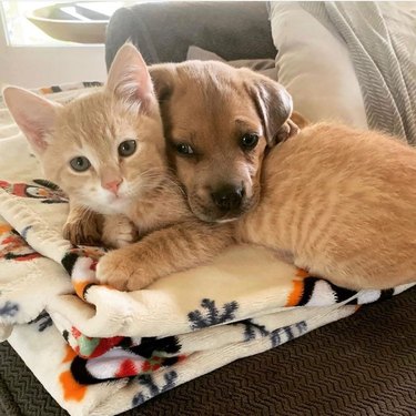 cat and dog cuddle