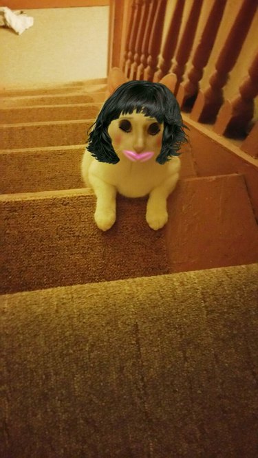 A very scary picture of a cat using a makeup and hair app