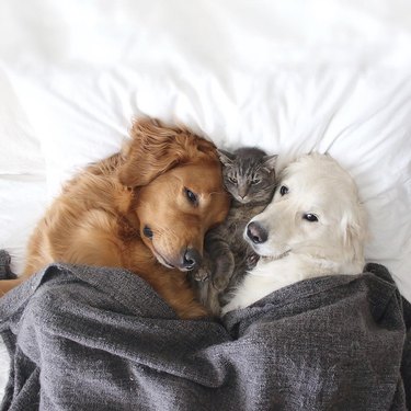 cat and dogs sleep in human bed