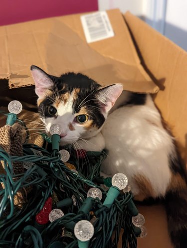 cat wants to chew on christmas lights.