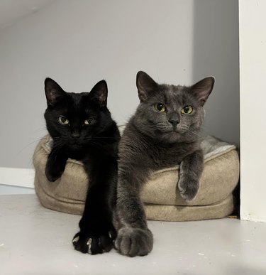 two cats sitting in the same bed.